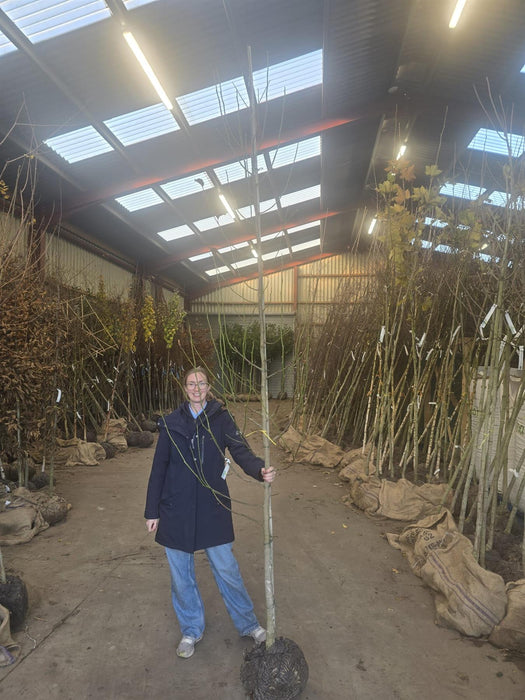 Magnolia Kobus 8-10cm Girth Standard Rootballed