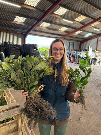 Cherry Laurel 25/30cm Bare Root