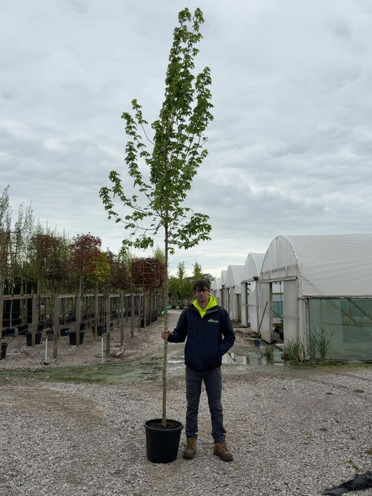 Acer camp. Elsrijk Std 8-10cm