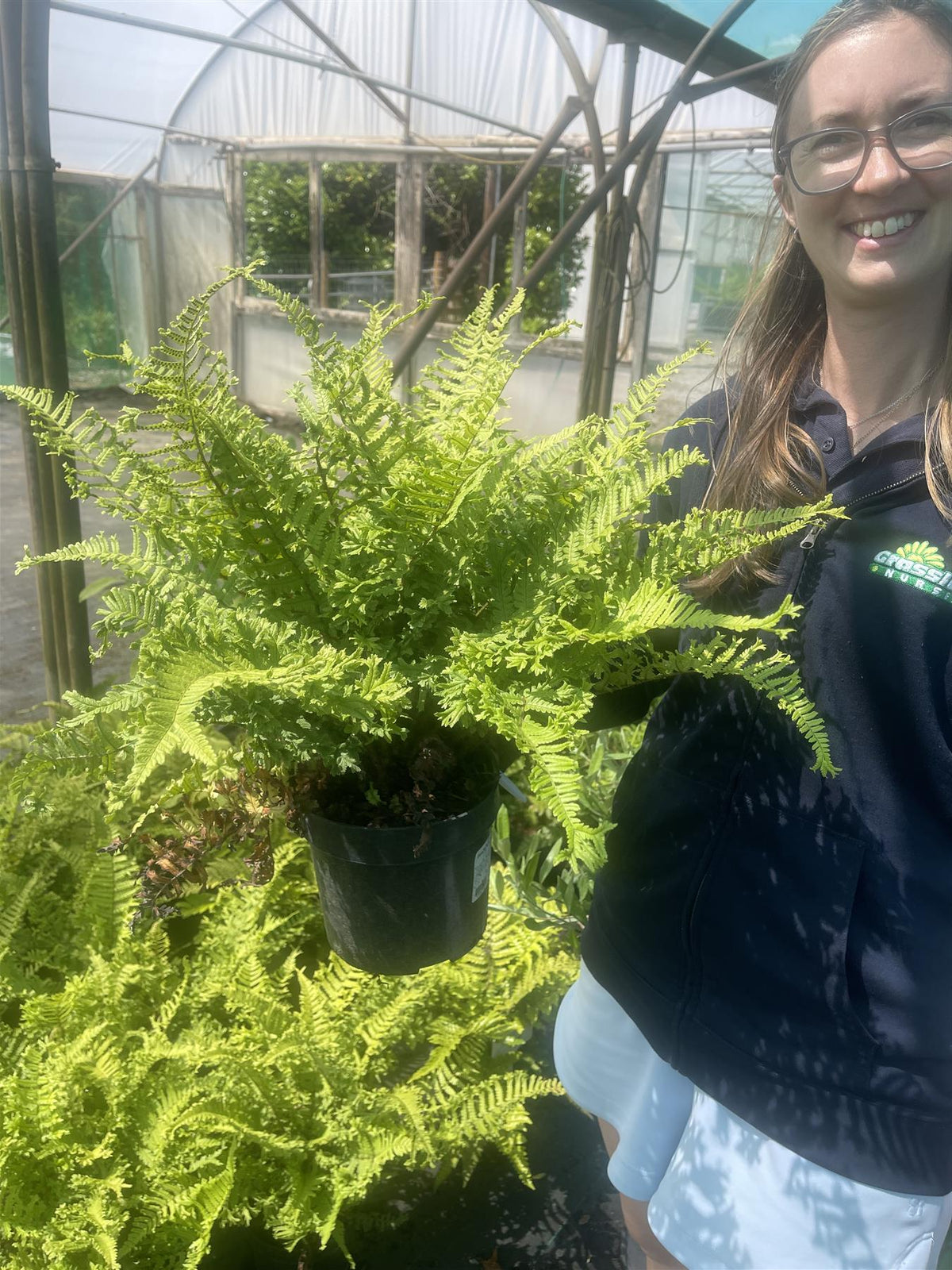 Dryopteris affinis Cristata the King 3 Litre Pot
