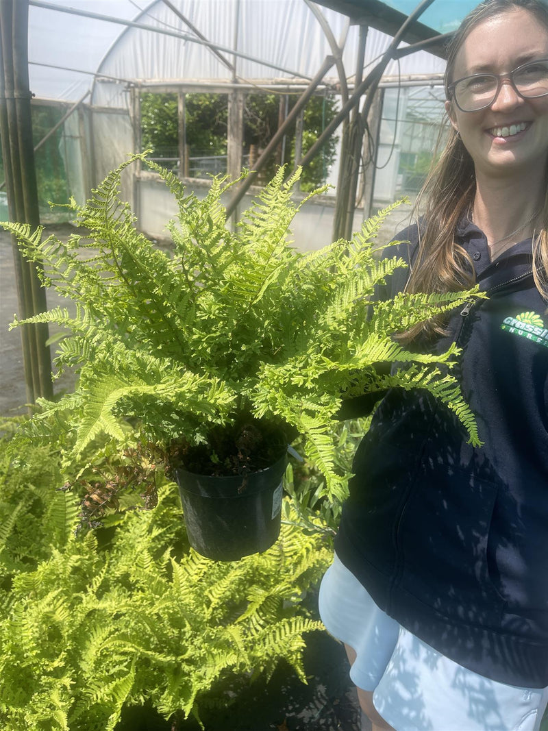 Dryopteris affinis Cristata the King 3 Litre Pot