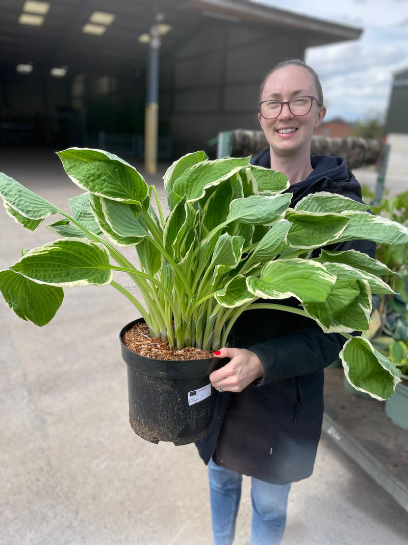 Hosta Auriomarginata 3 Litre Pot