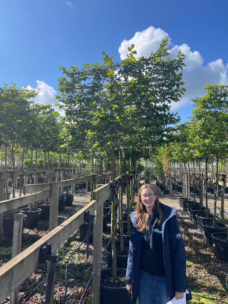 Carpinus B. Pleached 12/14cm G, 180cm Stem, 120cm H x 150cm W Frame