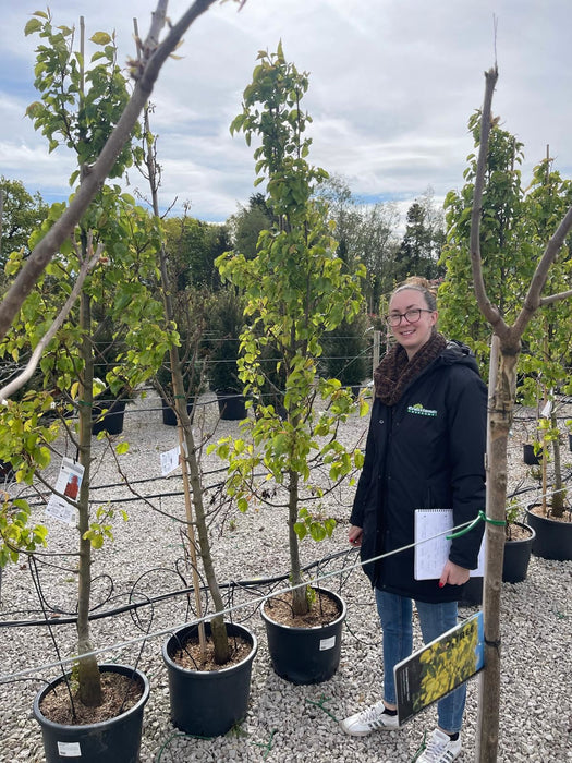 Pyrus Chanticleer 25 Litre Pot