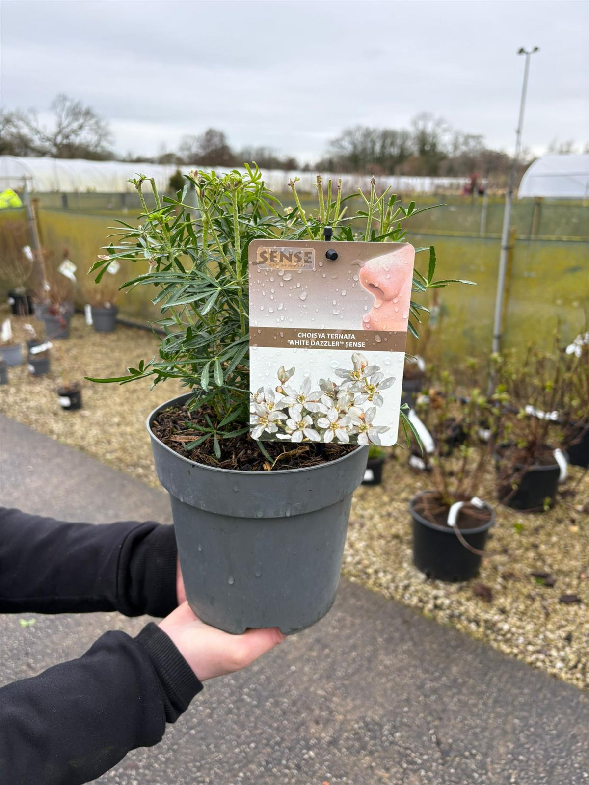 Choisya Ternata White Dazzler 5 Litre Pot
