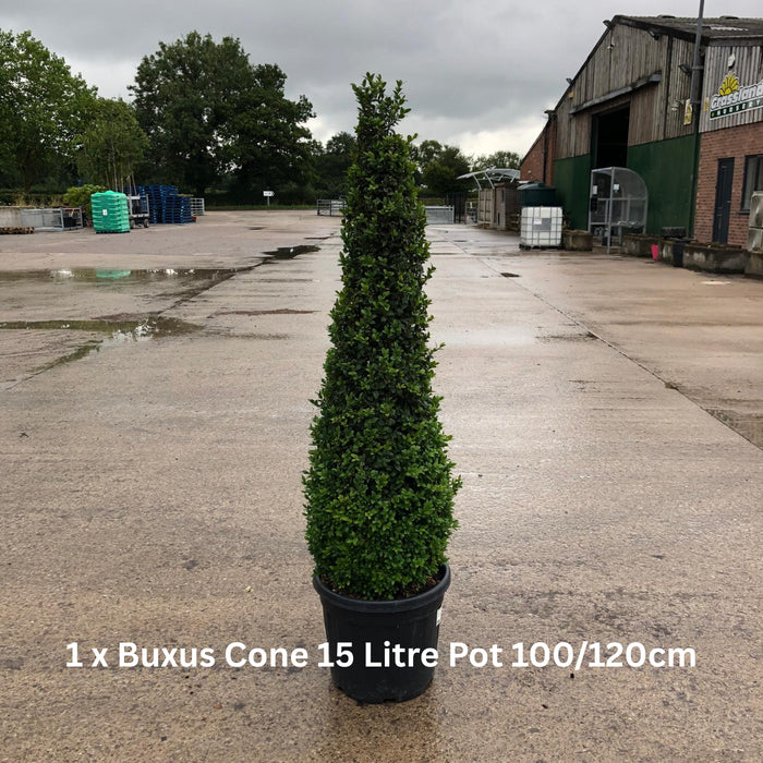 Statement Plants Border Pack