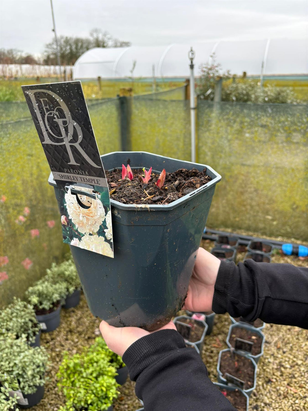 Paeonia Lactiflora Shirley Temple 5 Litre Pot