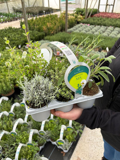 Herb Mix 6 Pack Tray