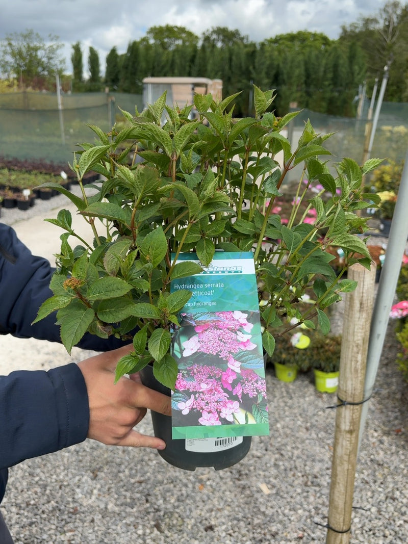 Hydrangea Serrata Pink Petticoat 2.3 Litre Pot