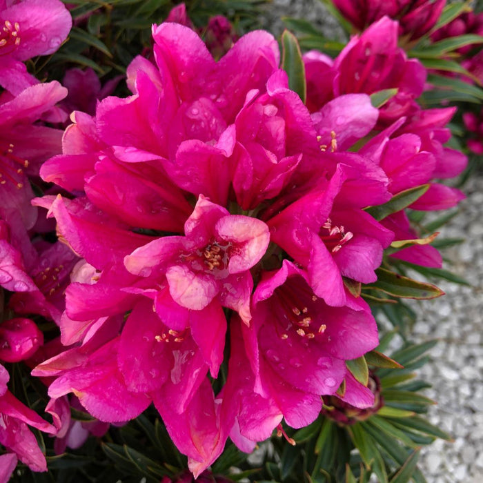 Easydendron Grazeasy Dark Pink 16.5 Litre Pot