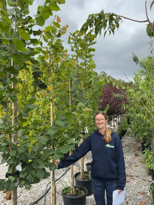 Tilia platyphyllos Rubra 15 Litre Pot