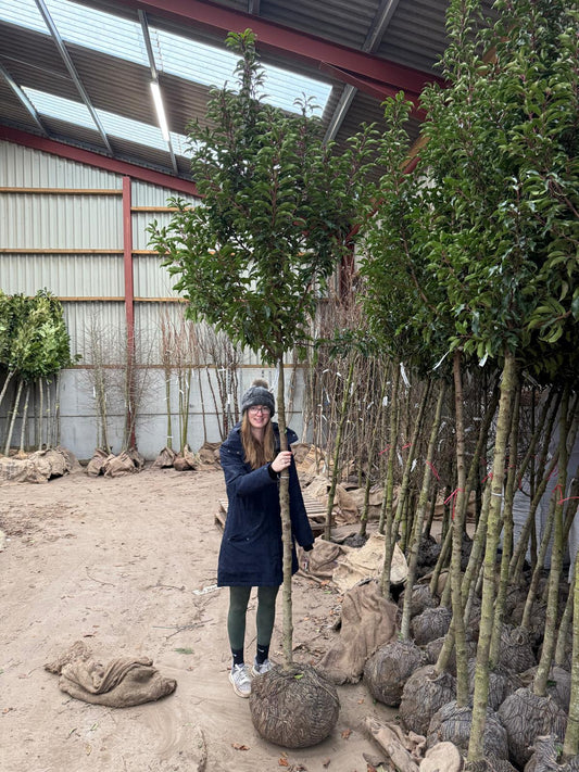 Prunus Lusitanica  Brenelia 10/12cm Standard