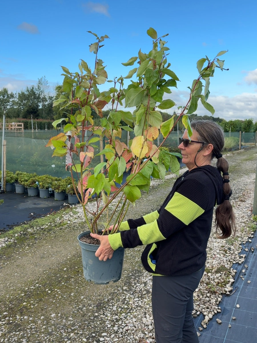 Cornus Baton Rouge 10 Litre Pot