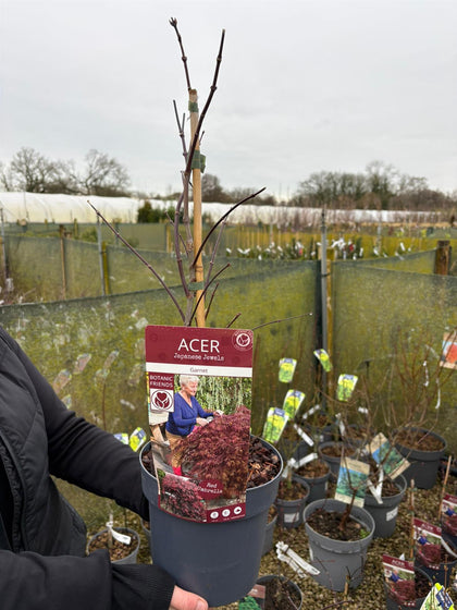 Acer Palmatum Dissectum Garnet 3 Litre Pot