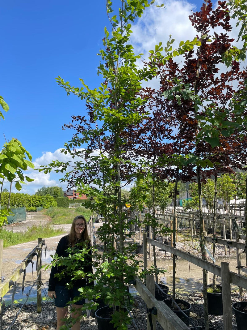 Fagus Sylvatica 10/12cm Girth Heavy Feathered Tree