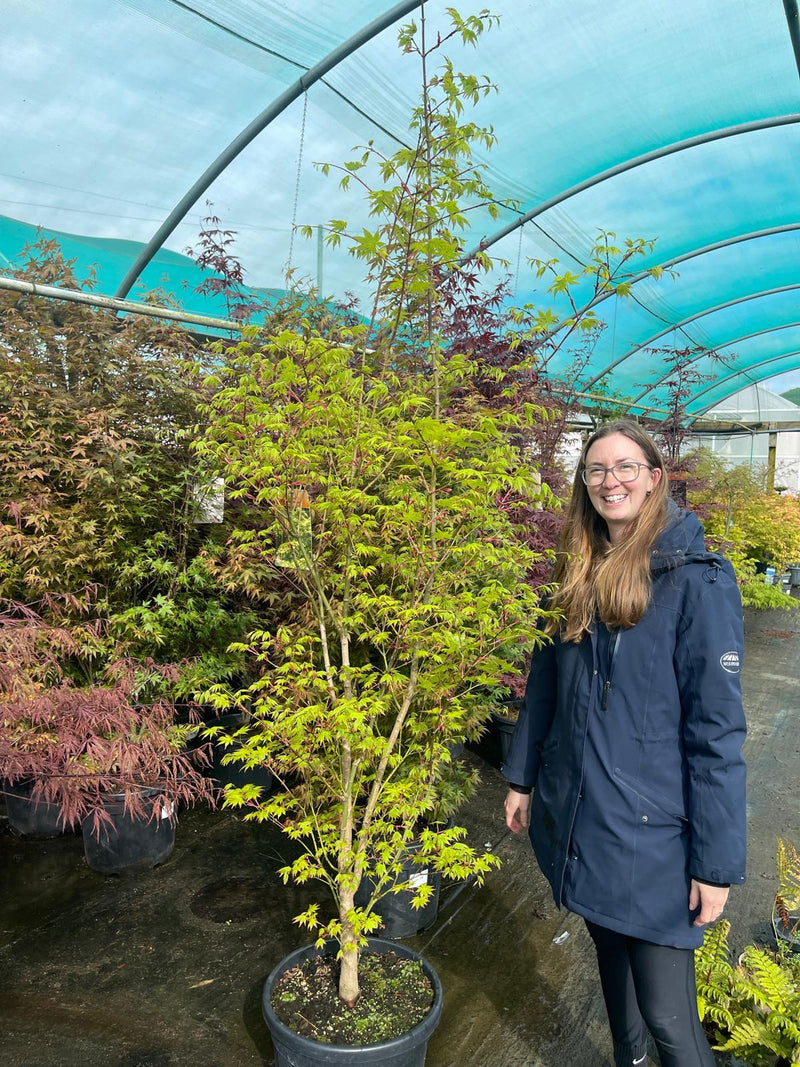 Acer palmatum Summergold 35 Litre Pot