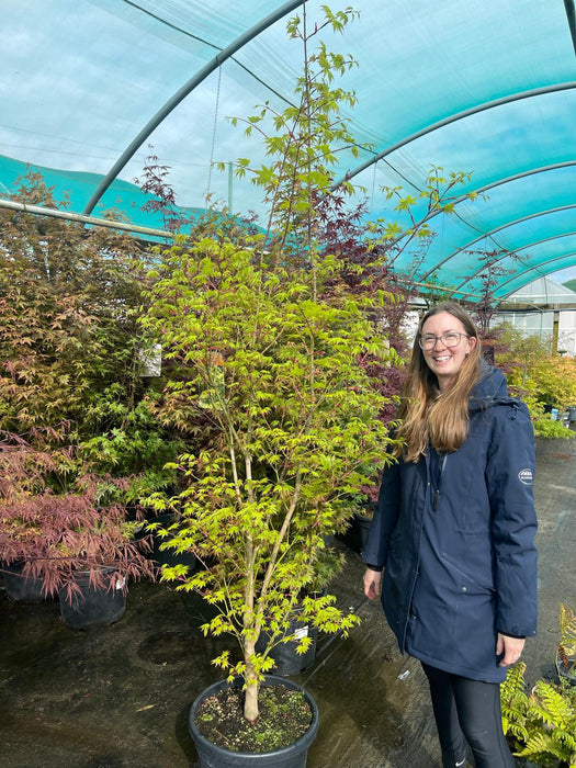 Acer palmatum Summergold 35 Litre Pot