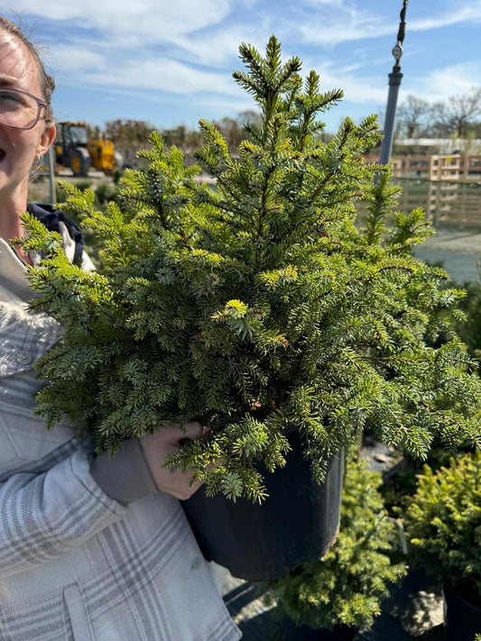 Picea Omorika Nana 18 Litre Pot