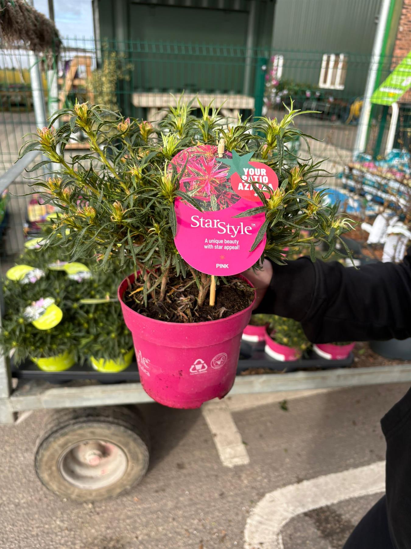 Azalea Knaphill Strawberry Ice 5 Litre Pot — Grasslands Nursery