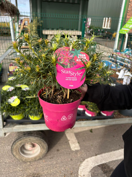 Azalea StarStyle Pink 1.5 Litre Pot