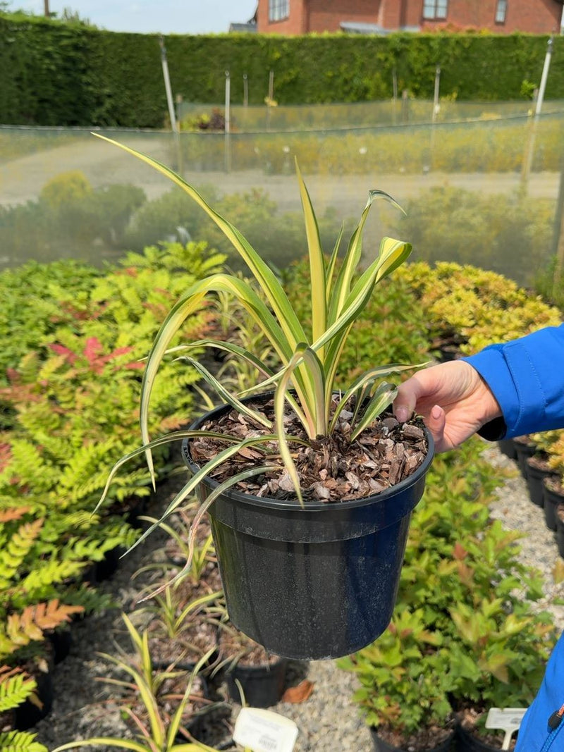 Yucca filamentosa 'Color Guard' - 3 Litre Pot