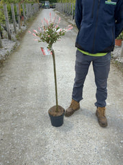 Salix integra Hakuro Nishiki Flamingo 4.5 Litre Pot 80cm Stem