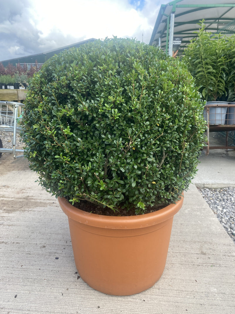Ilex Crenata Luxus Ball 60/70cm