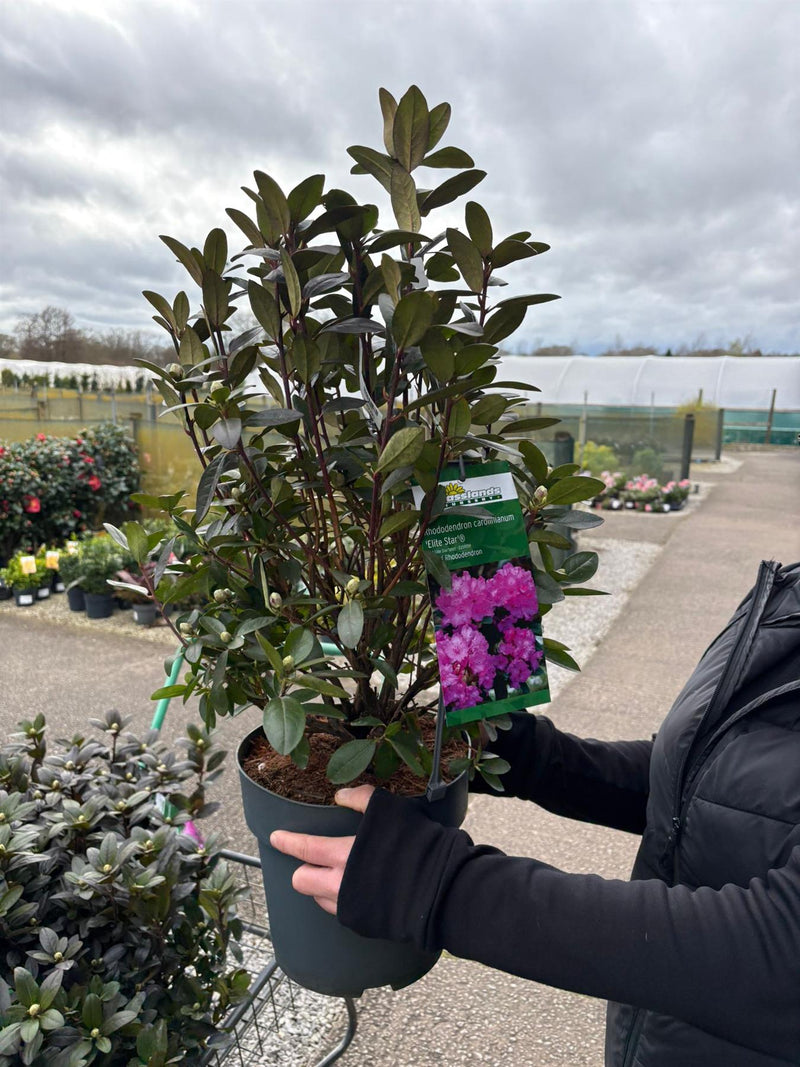pot rhododendron Rhododendron carolinianum Elite Star 6 Litre Pot — Grasslands Nursery