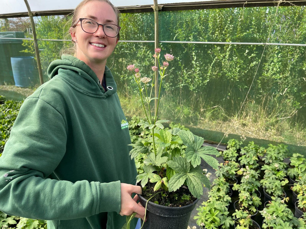 Astrantia Major Claret 2 Litre Pot — Grasslands Nursery
