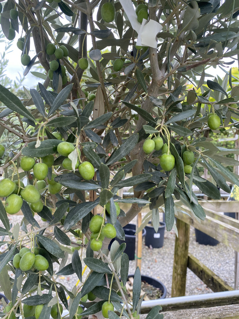 Olea Europea - Olive 1/4 Standard 5 Litre Pot