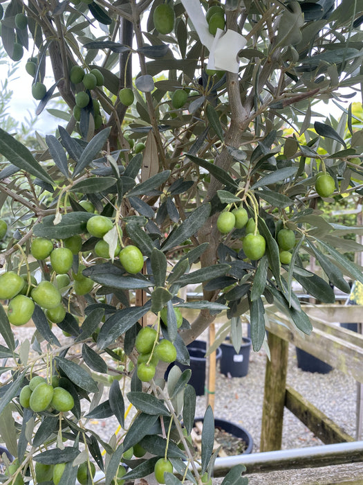 Olea Europea - Olive 1/4 Standard 5 Litre Pot
