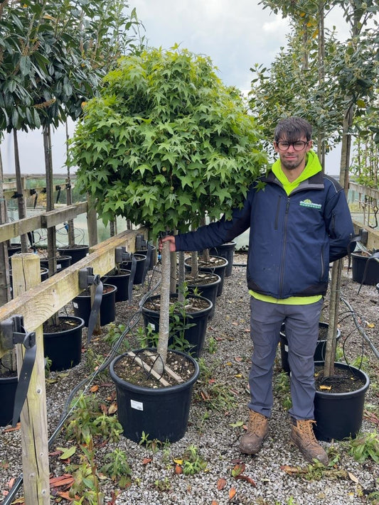 Liquidambar Gumball Half Standard 25 Litre Pot  1 Metre Head