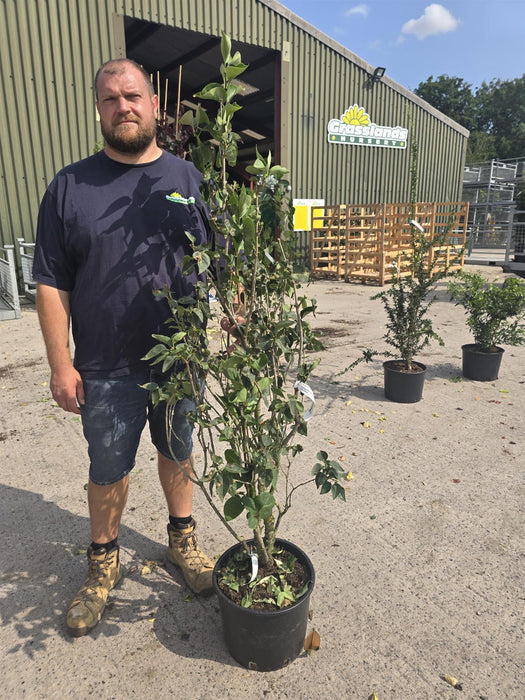 Syringa Madame Lemoine 20 Litre Pot 125/150cm