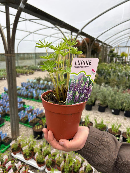 Lupin Gallery Blue Shades 11cm Pot