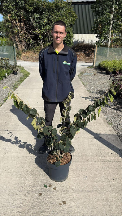 Hamamelis Pallida 12 Litre Pot 80/100cm