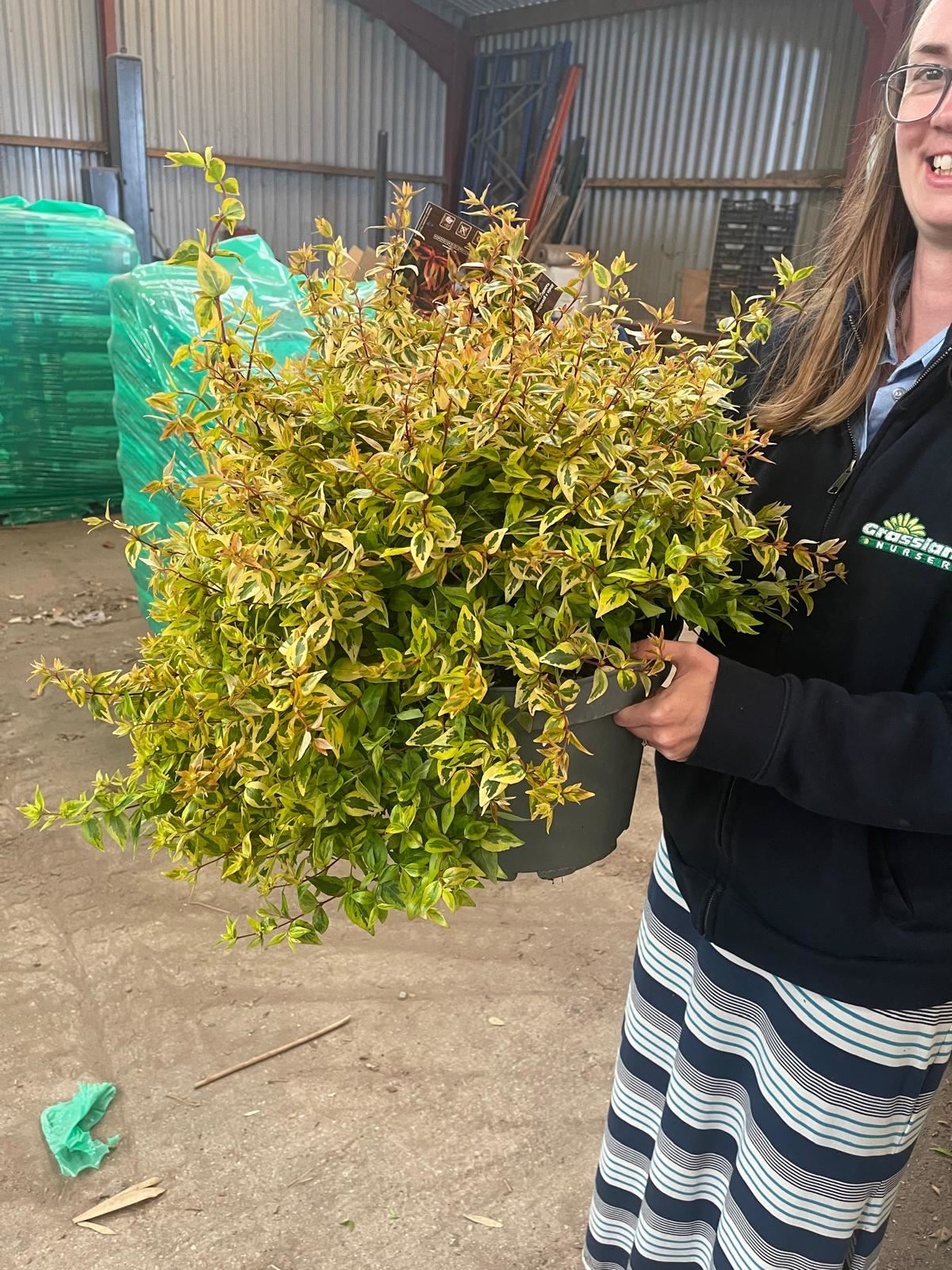 Abelia Kaleidoscope 10 Litre Pot