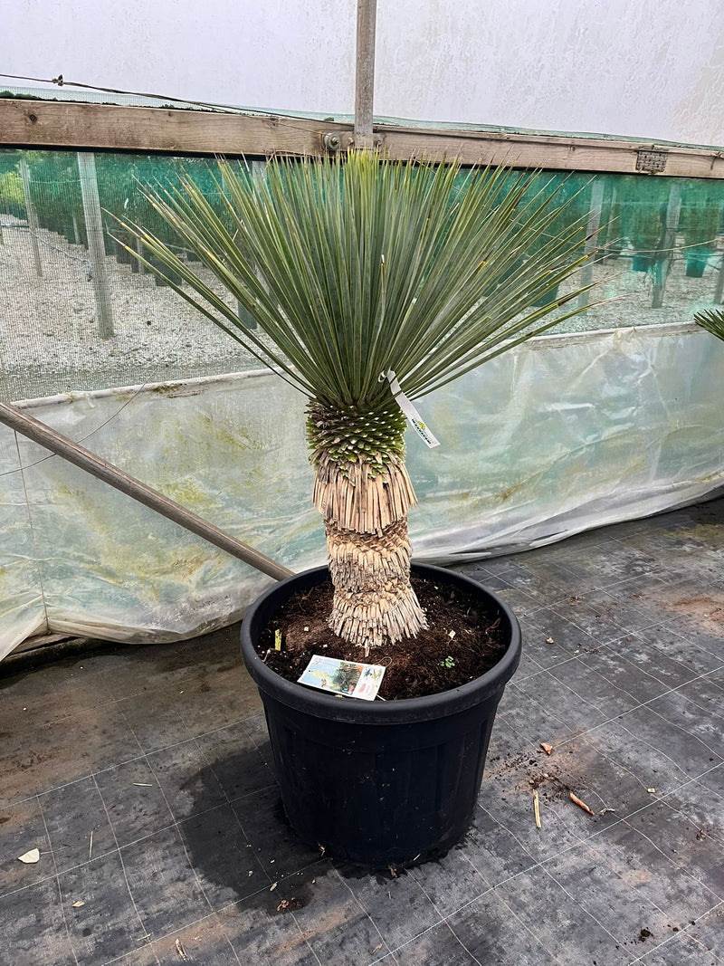 Yucca Rostrata Blue Swan 80 Litre Pot