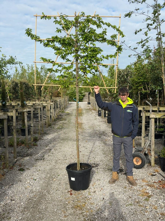 Carpinus B. Pleached Std 10/12G. 150 St 120H x 150W