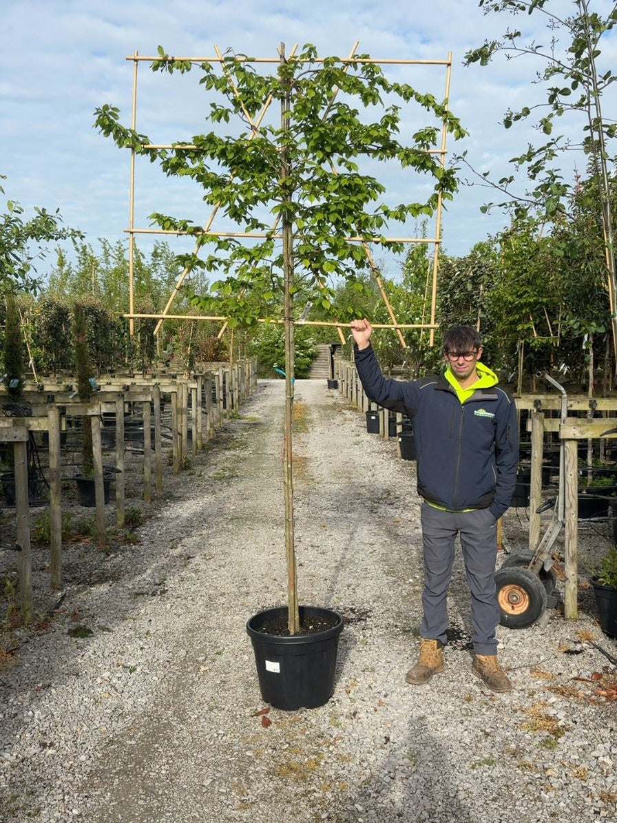 Pleached Trees for Sale in the UK | Specialist Grown & Delivered ...