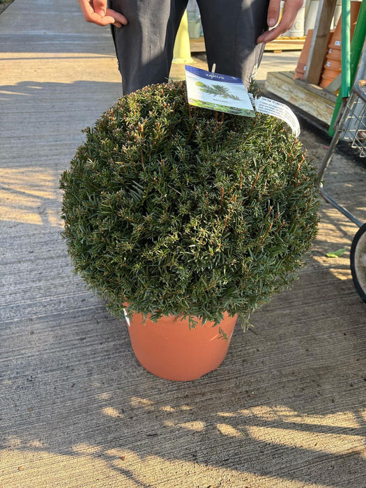 Yew Ball 18 Litre Pot 50cm