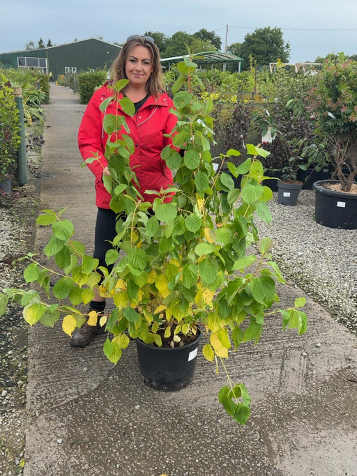 Cornus Magic Flame 20 Litre Pot 100-125cm Tall