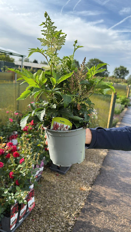 Astilbe chin. Visions in White 1.5 Litre Pot
