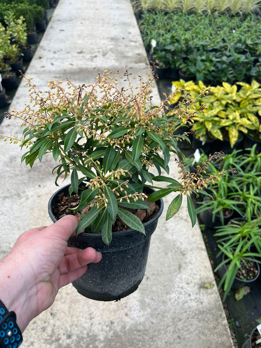 Pieris Japonica Forest Flame 3 Litre Pot
