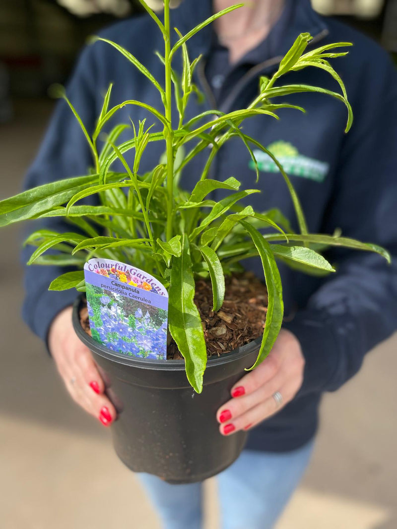 Campanula persicifolia Caerulea 3 Litre Pot