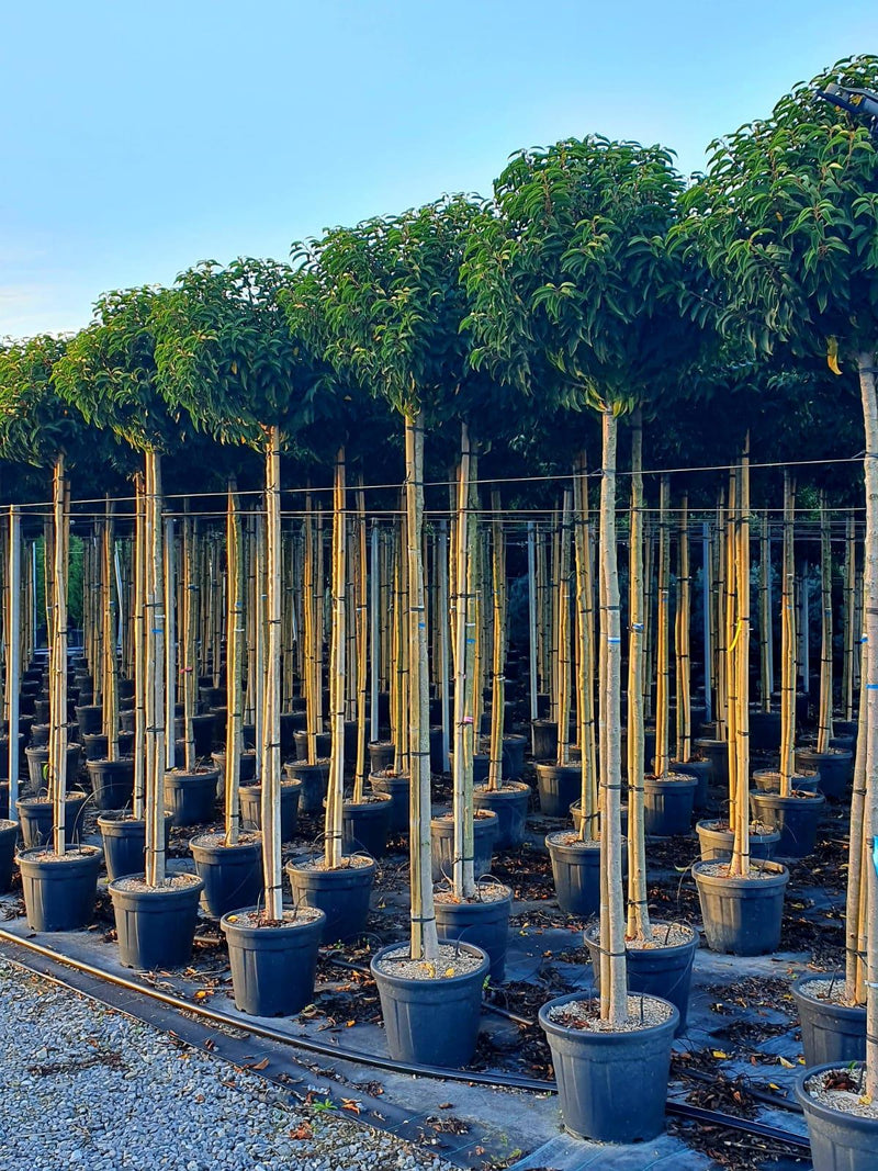 Prunus Lusitanica Myrtifolia 180-200cm 10-12 Girth Full Standard 35 Litre Pot