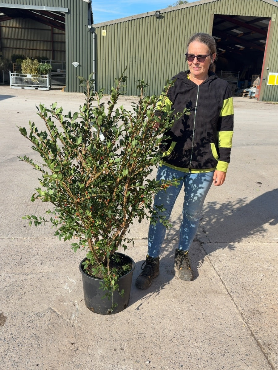 Euonymus Alatus 20 Litre Pot 100-120cm