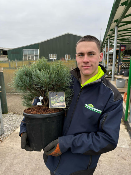 Pinus Sylvestris Watereri 12 Litre Pot 30/35cm