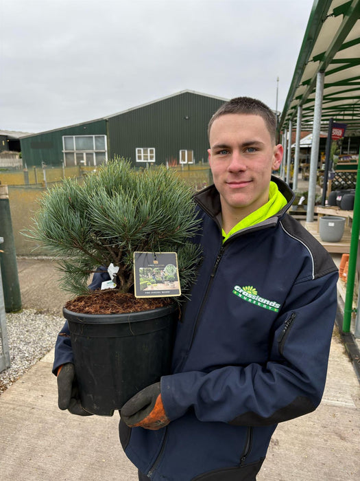 Pinus Sylvestris Watereri 12 Litre Pot 30/35cm