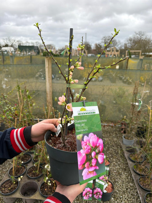 Chaenomeles Pink Lady 5 Litre Pot