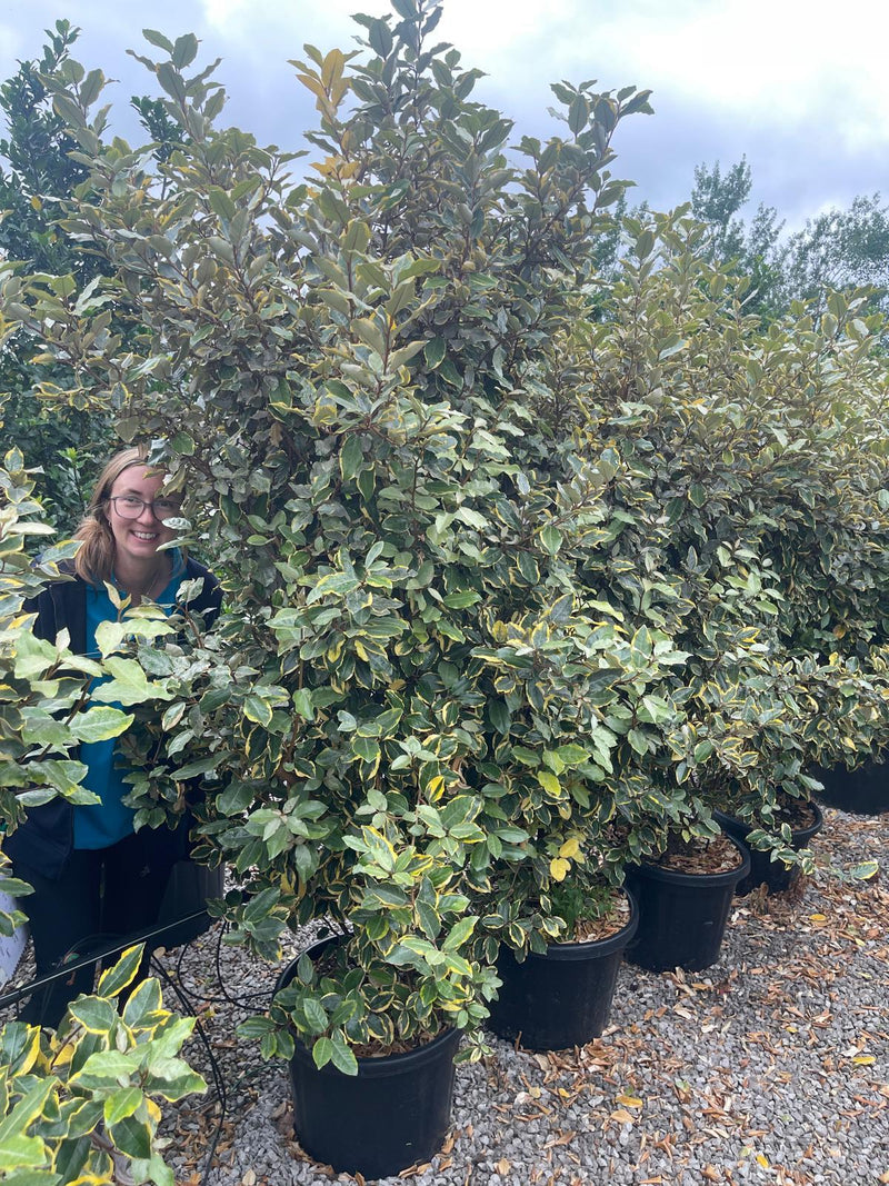 Elaeagnus x Vivileg 40 Litre Pot 150/175cm